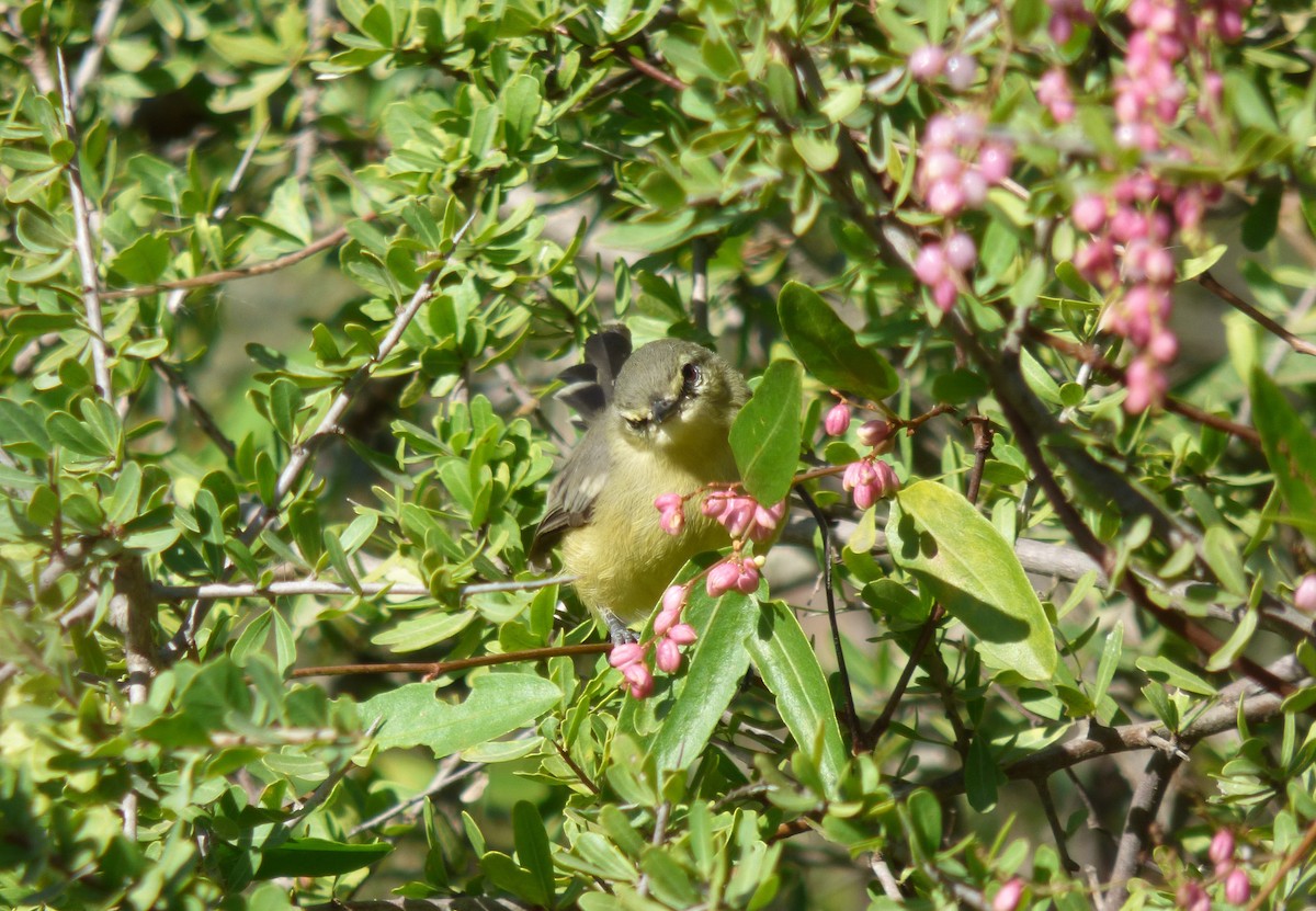 Greater Wagtail-Tyrant - ML436242551