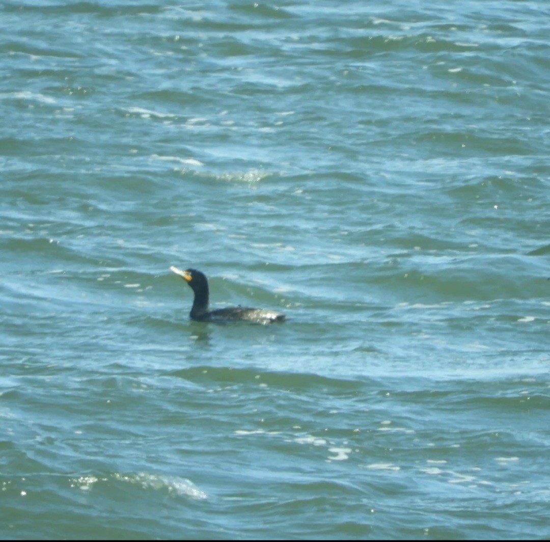 Cormoran à aigrettes - ML436245121