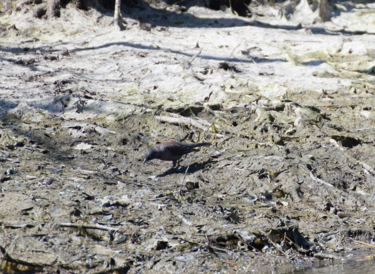 Brewer's Blackbird - ML436245411