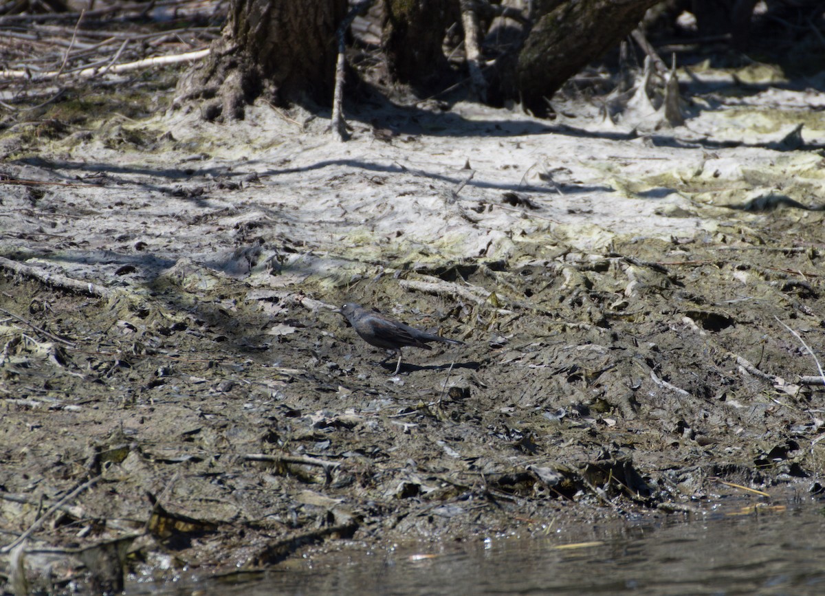 テリムクドリモドキ - ML436245451