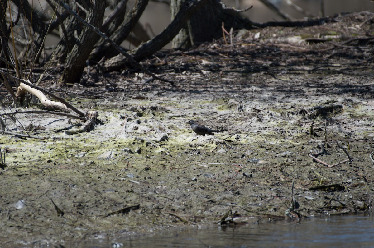 Brewer's Blackbird - ML436245501