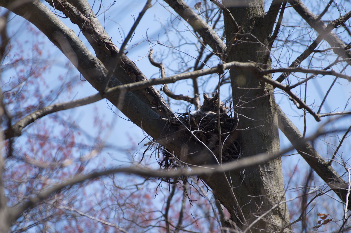 Great Horned Owl - ML436245951