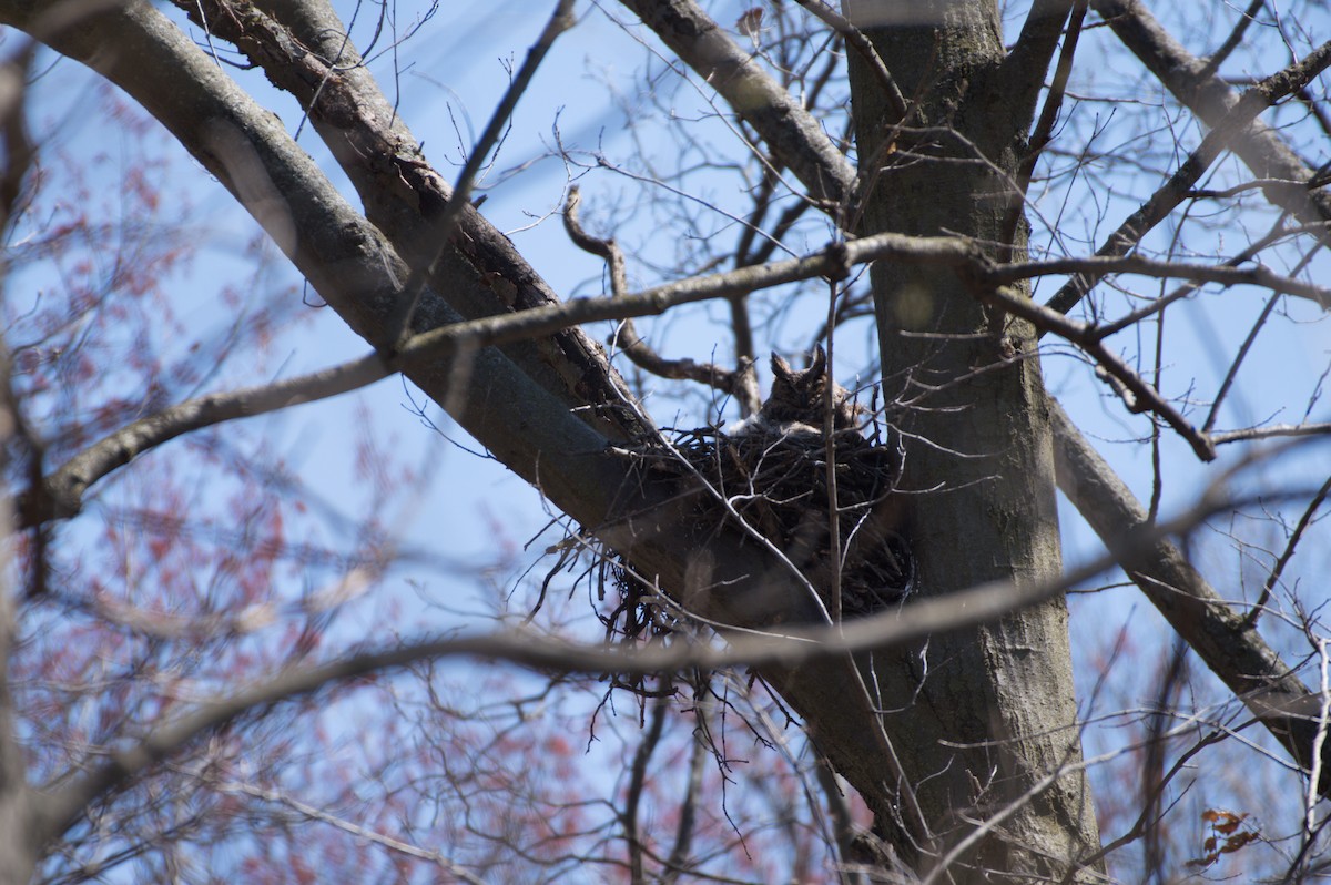 アメリカワシミミズク - ML436245951