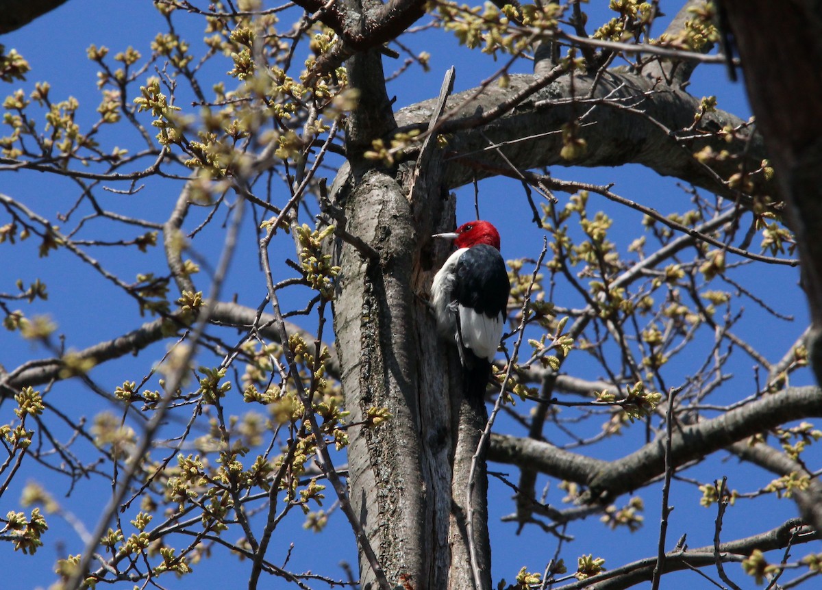 Red-headed Woodpecker - ML436246331