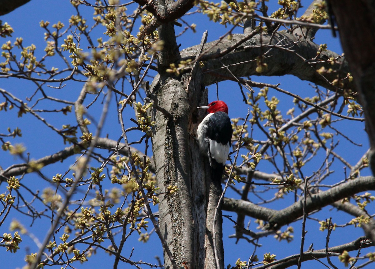 Pic à tête rouge - ML436246331