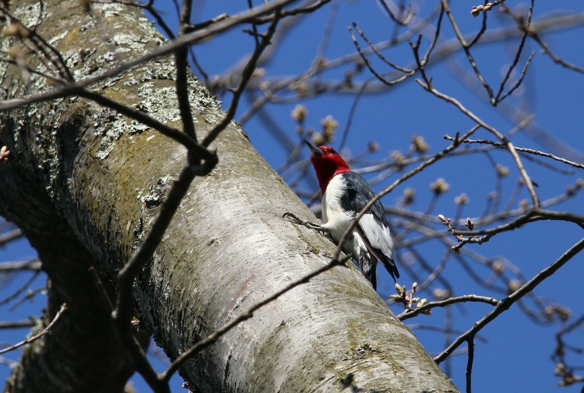 Red-headed Woodpecker - ML436246341