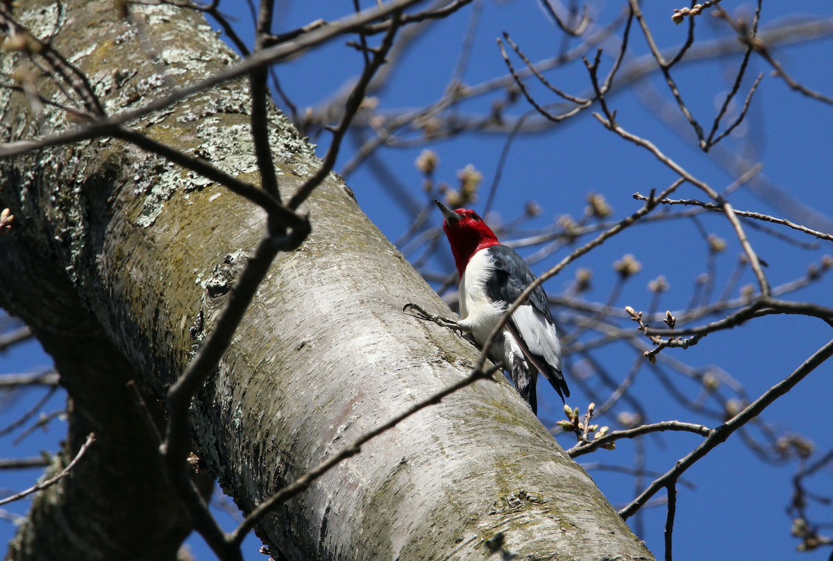 Pic à tête rouge - ML436246341