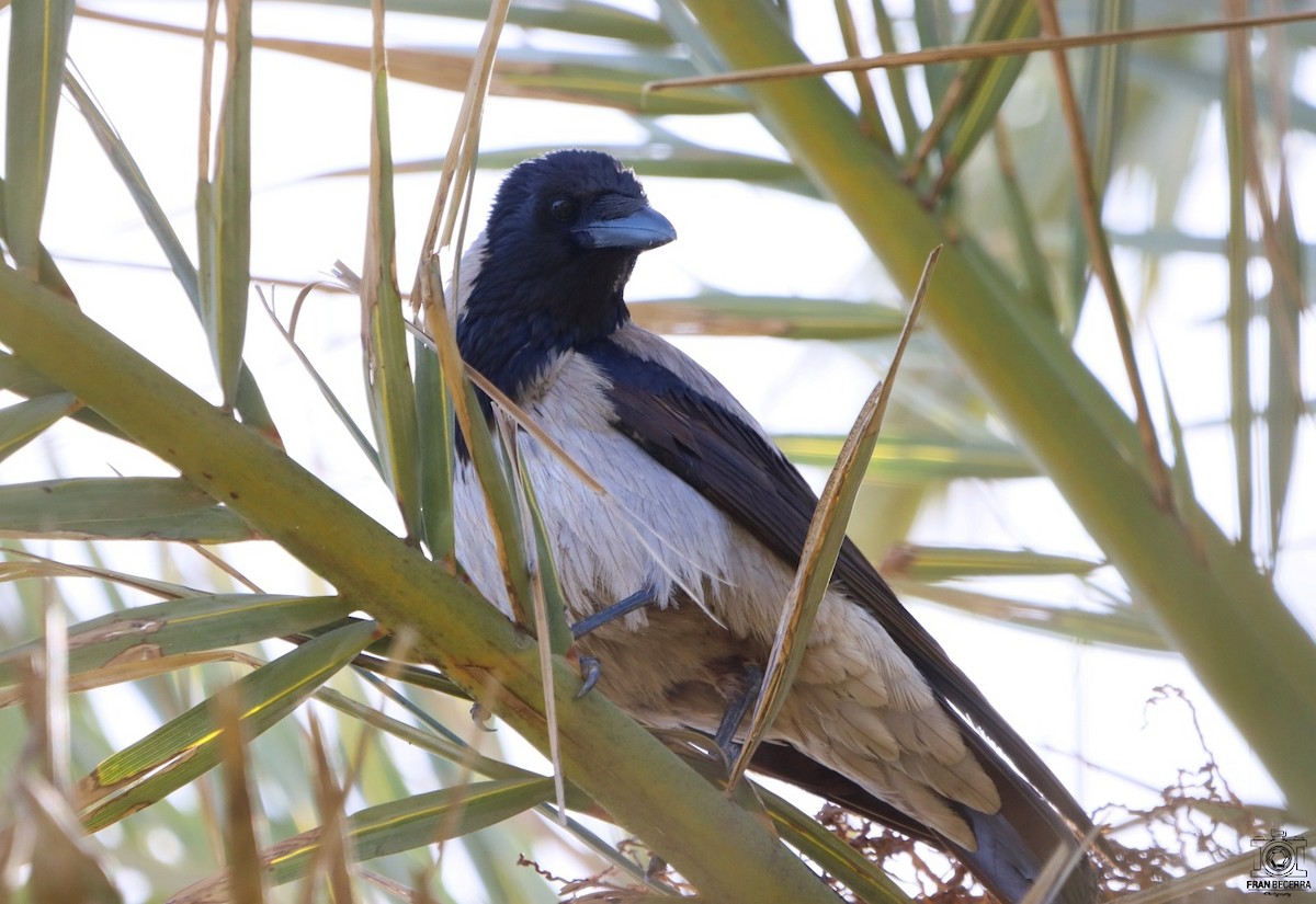Hooded Crow - ML436246451