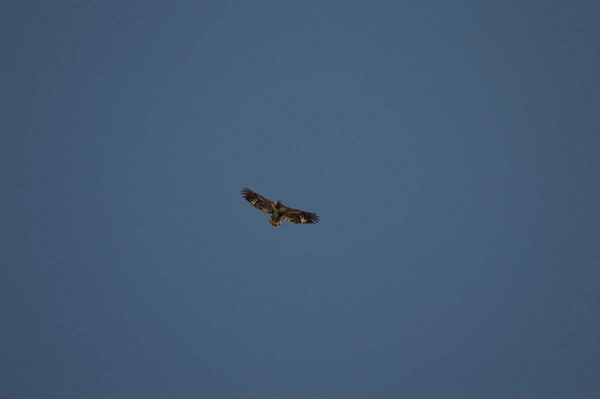 ハクトウワシ - ML436247941