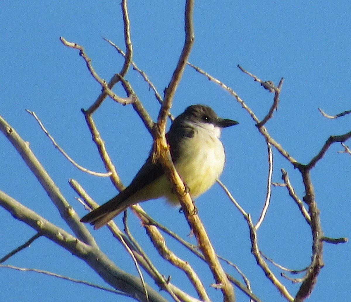 Thick-billed Kingbird - Adam C. Stein