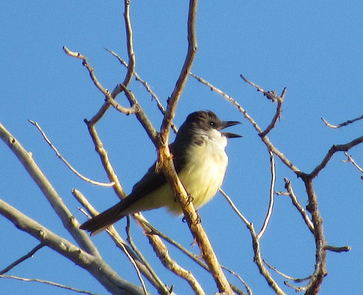 Thick-billed Kingbird - Adam C. Stein