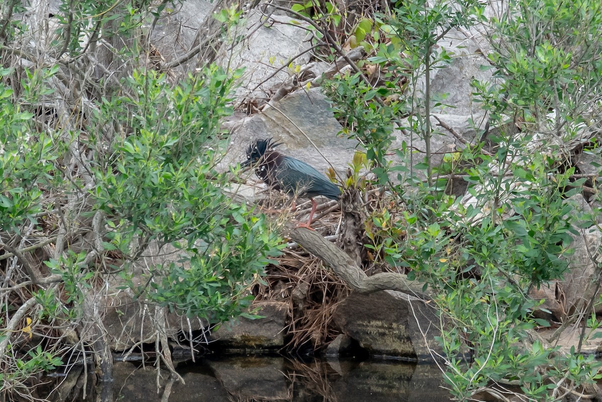 Green Heron - ML436249901