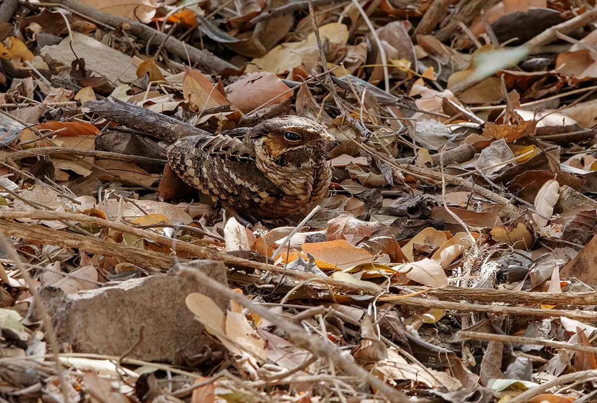 Chotacabras Pauraque - ML436250631