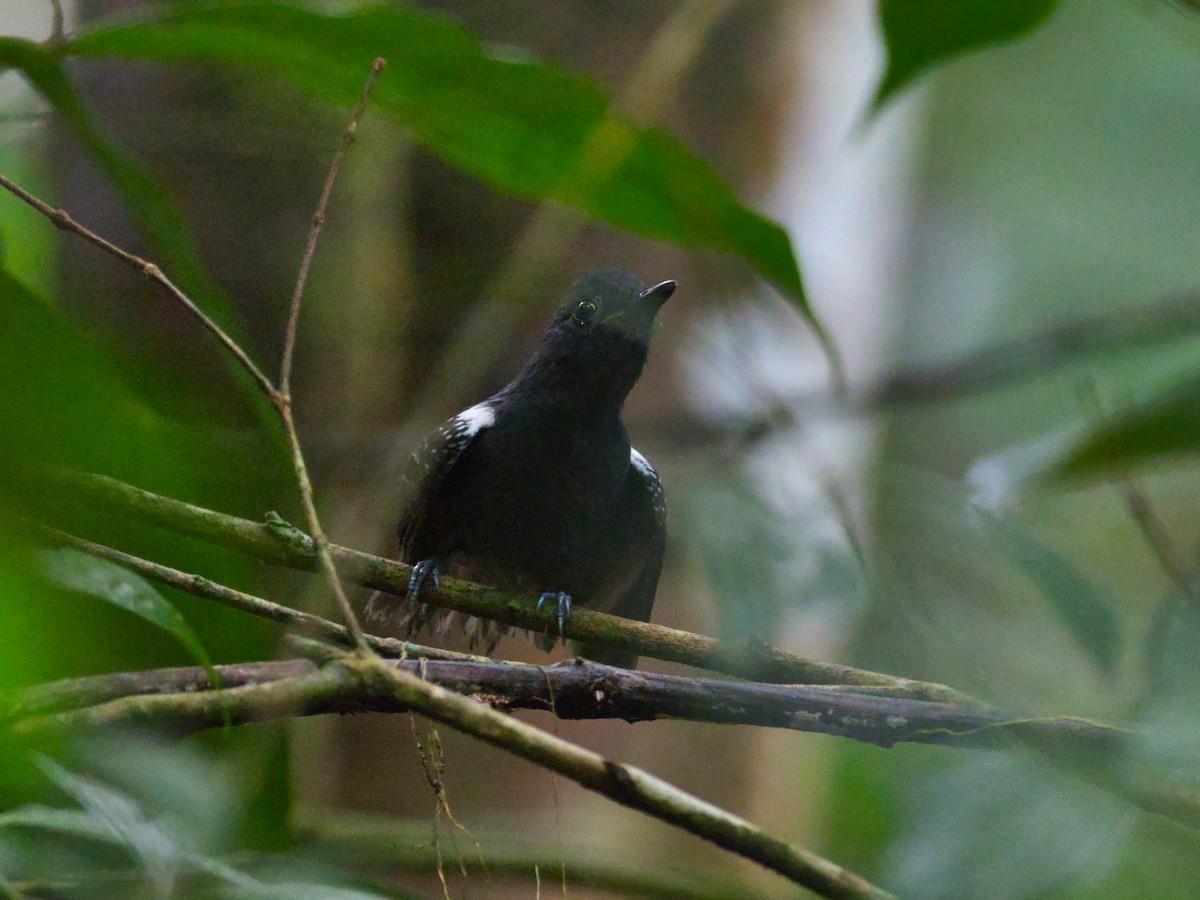 Plumbeous Antvireo - ML436250681