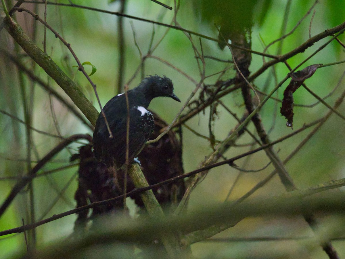 Plumbeous Antvireo - ML436250691