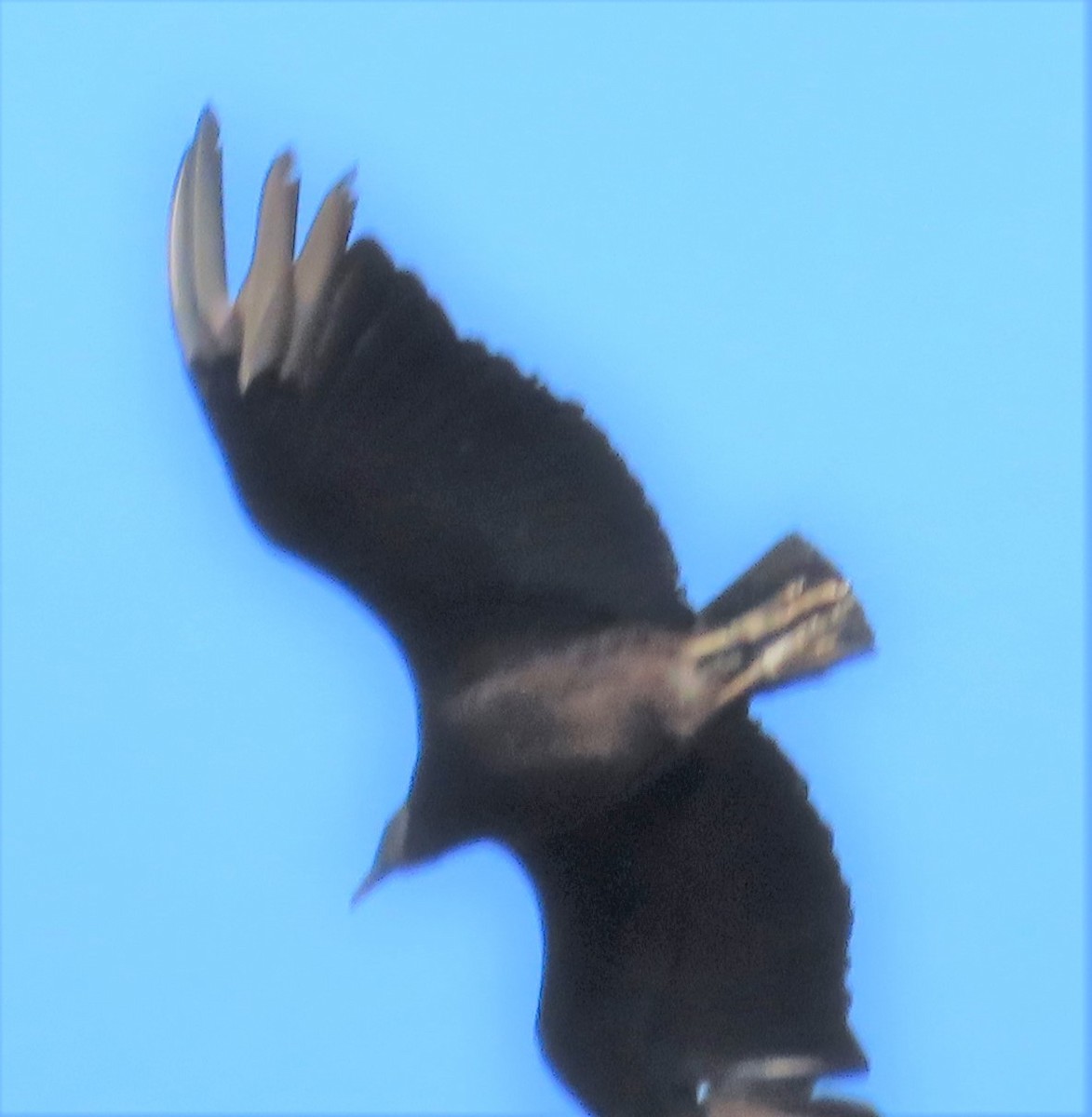 Black Vulture - ML436252141