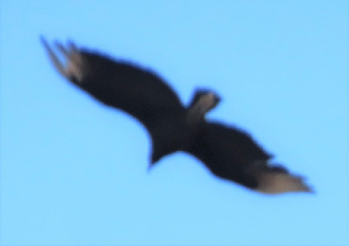 Black Vulture - ML436252441