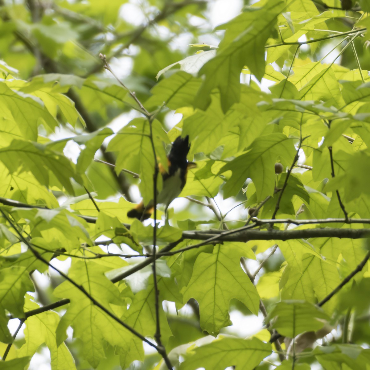 American Redstart - ML436254521