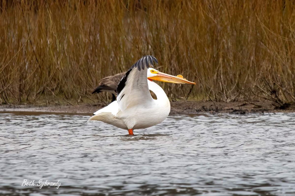 American White Pelican - ML436255151