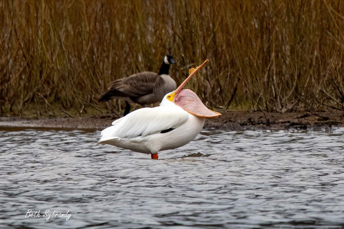 American White Pelican - James and Beth Sybrandy 🦅