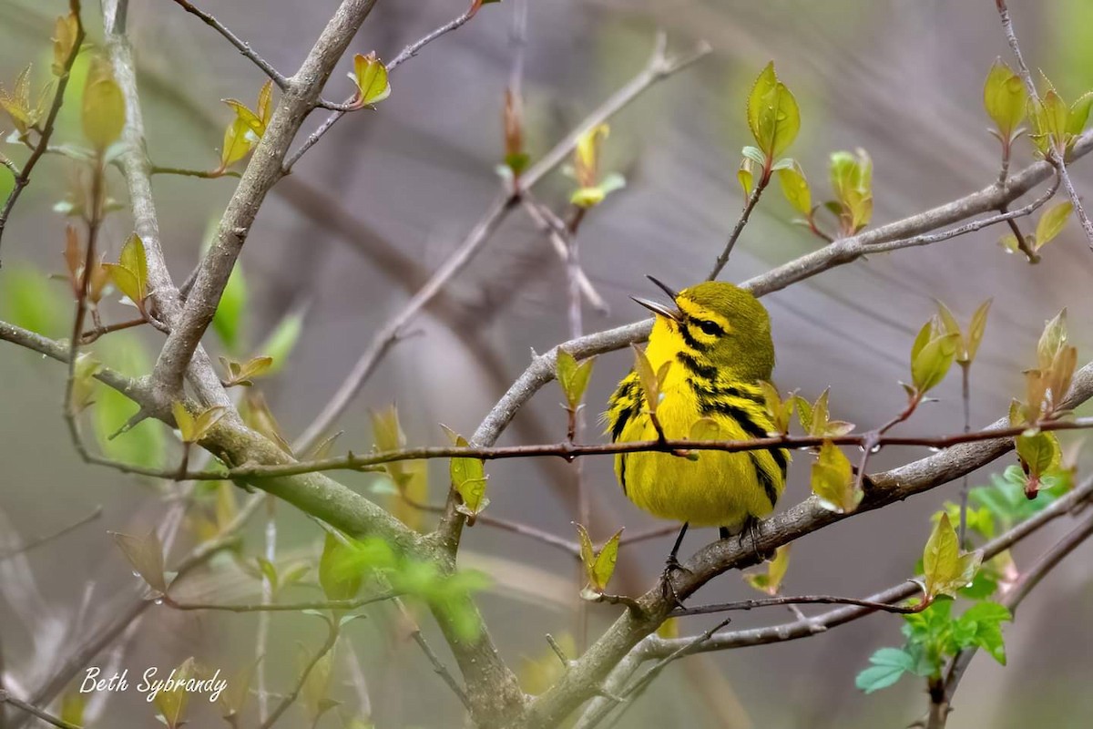 チャスジアメリカムシクイ - ML436255391