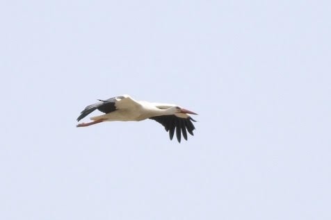 White Stork - ML436256201