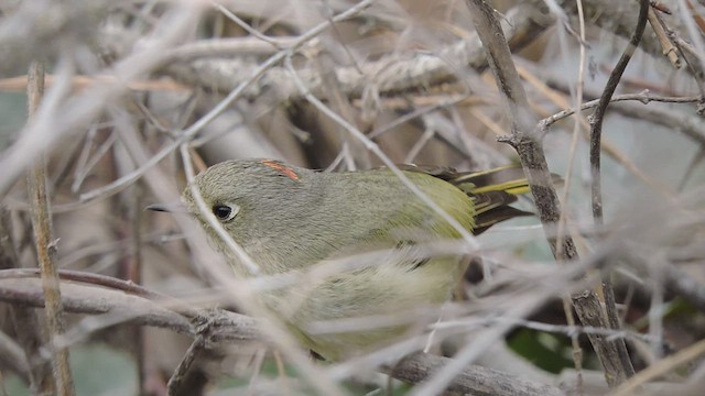 Ruby-crowned Kinglet - ML436256271