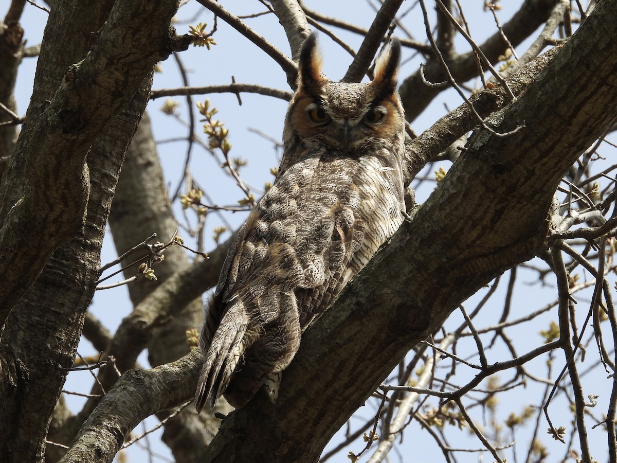 Great Horned Owl - ML436256311