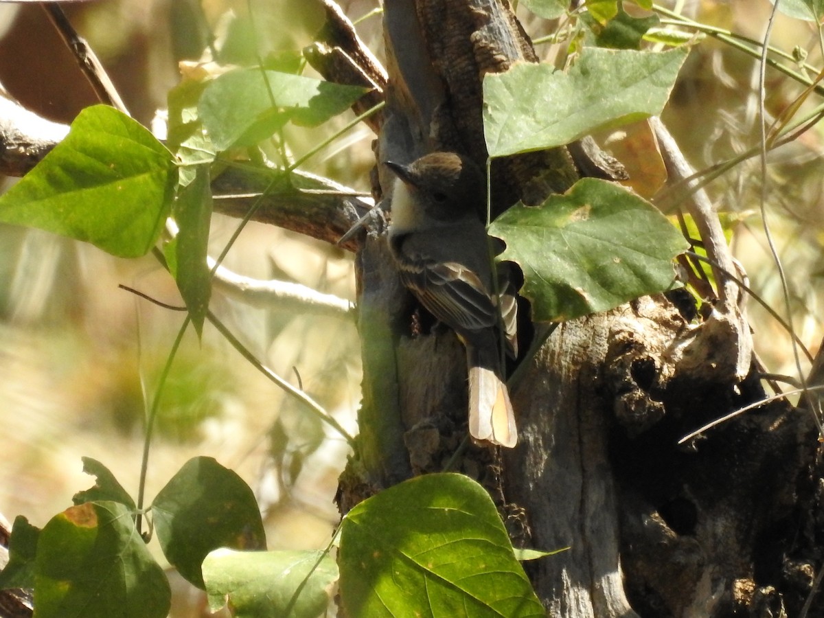 Nutting's Flycatcher - ML436256501