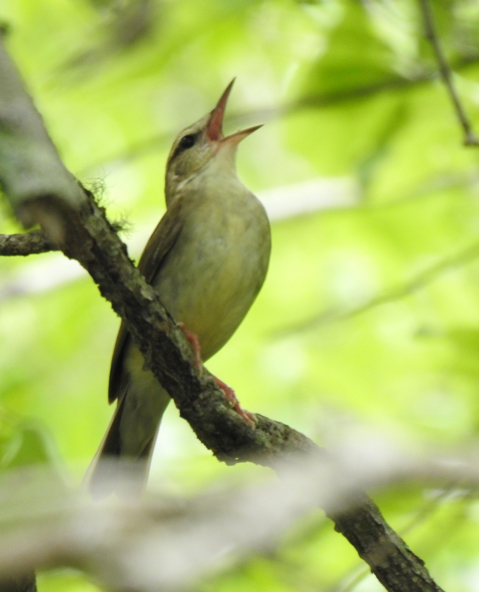 Swainson's Warbler - Daniel Lane