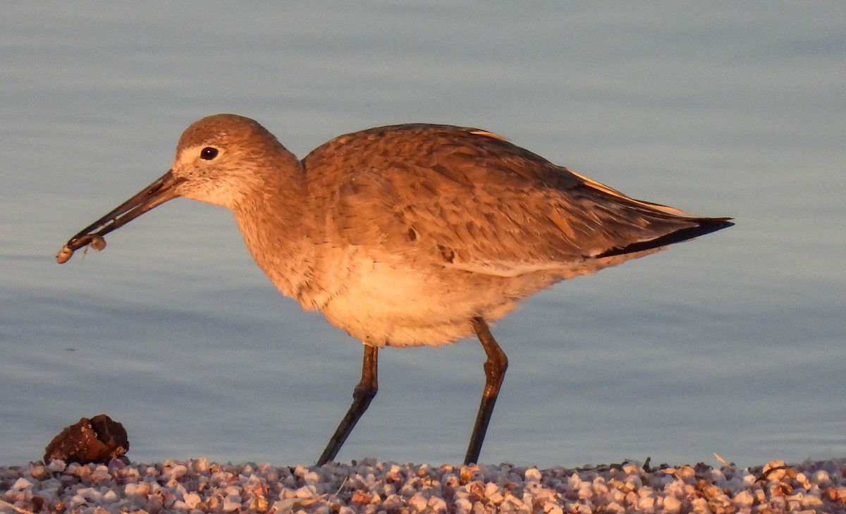 Willet - ML436259051