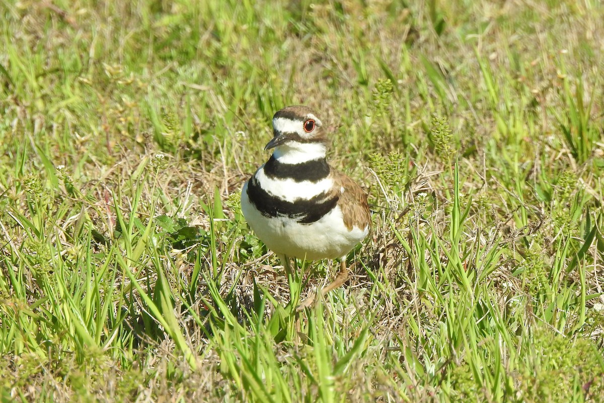 Killdeer - ML436259641