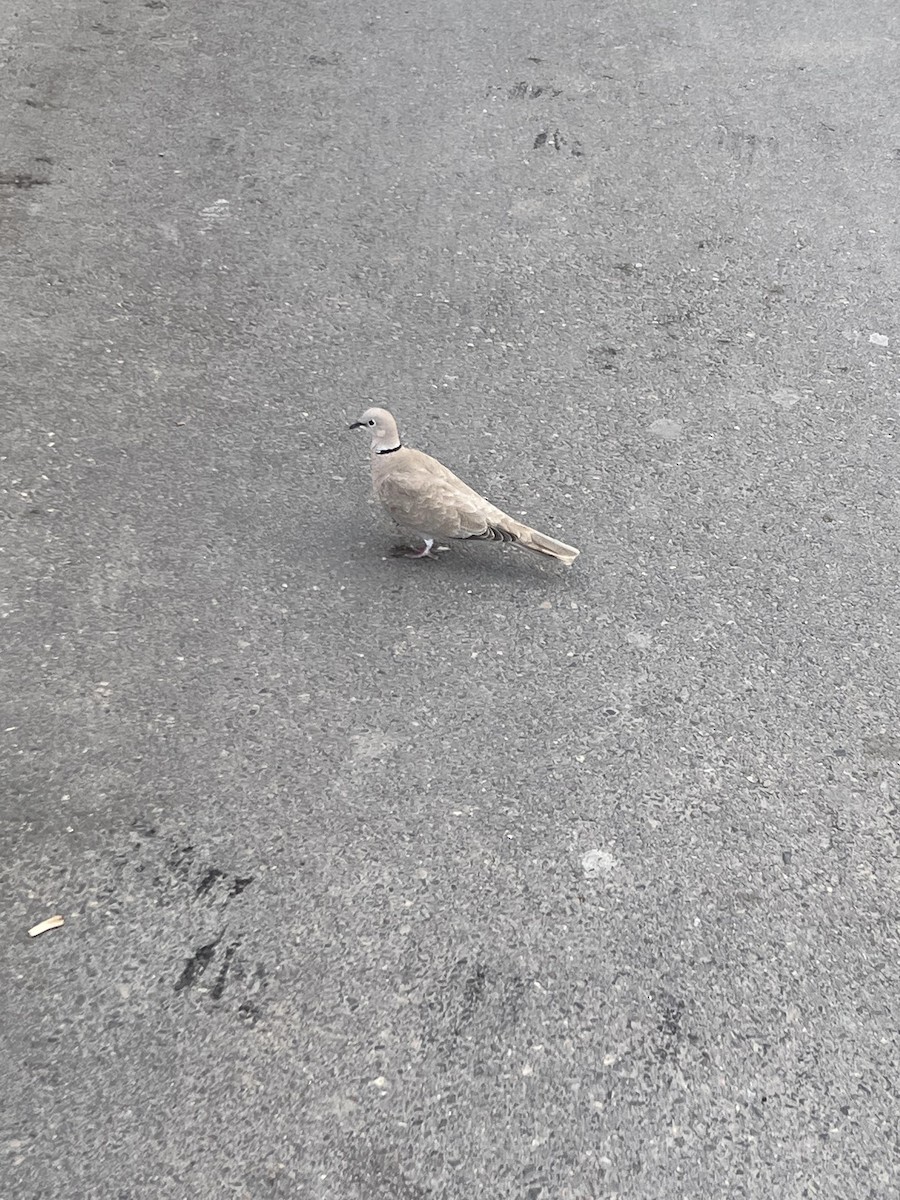 Eurasian Collared-Dove - ML436260131