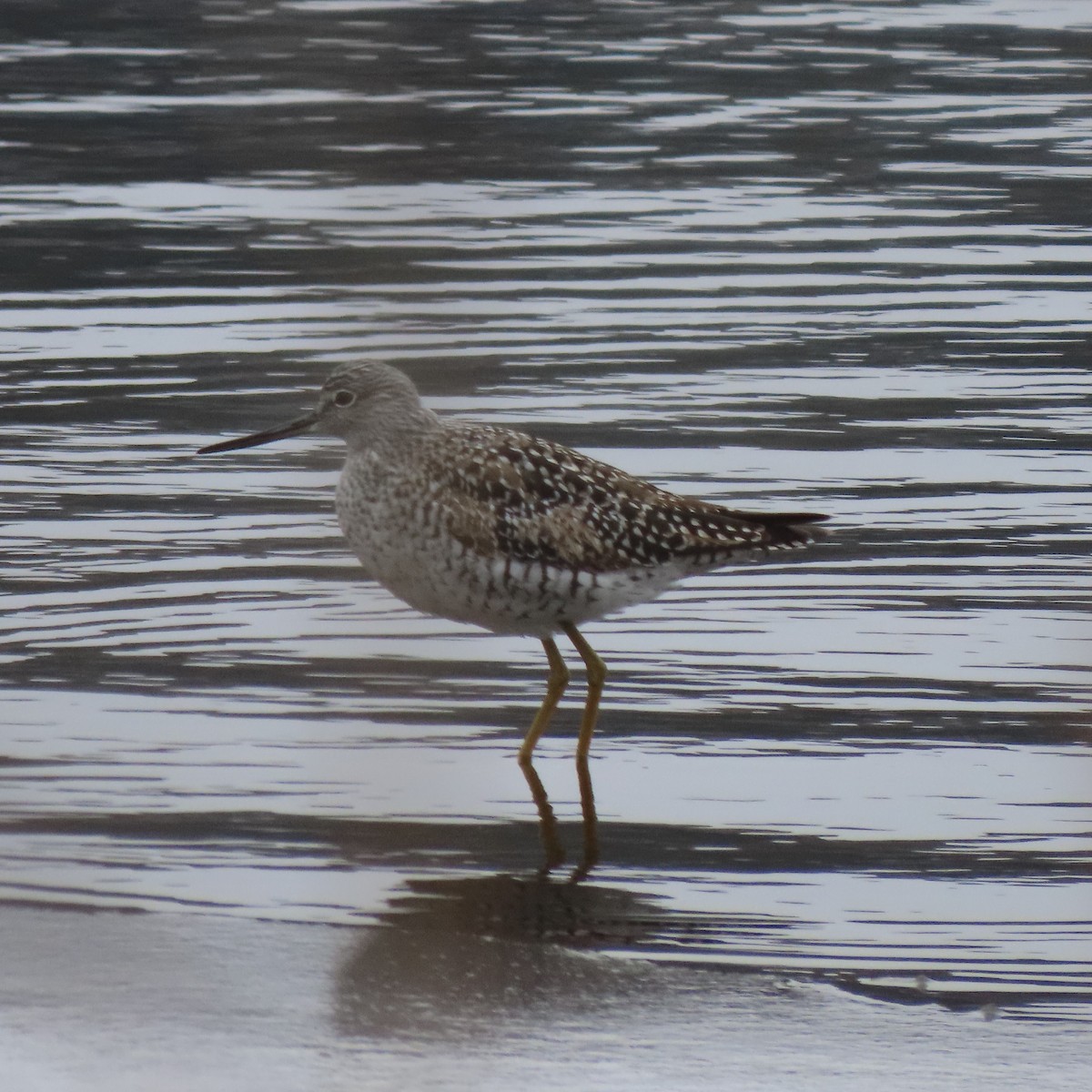 Greater Yellowlegs - ML436260541