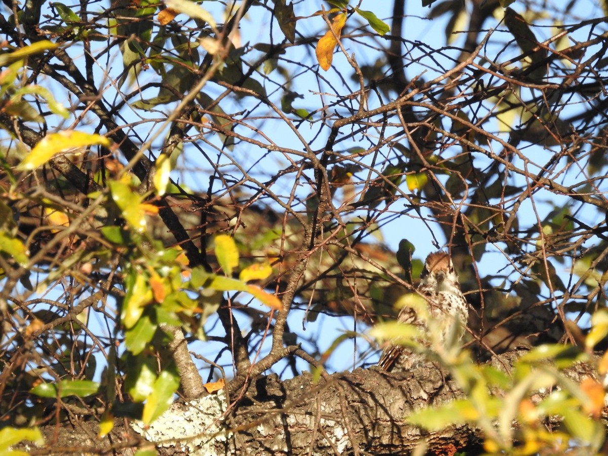 Chipping Sparrow - ML436263291