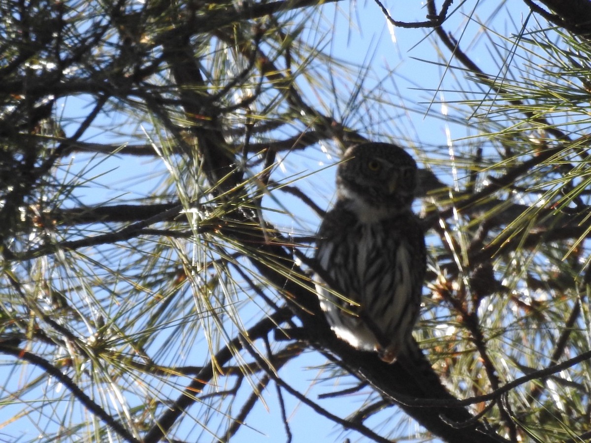 Northern Pygmy-Owl - ML436263901