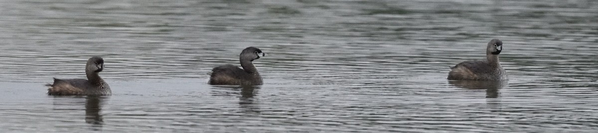 Pied-billed Grebe - ML436264321