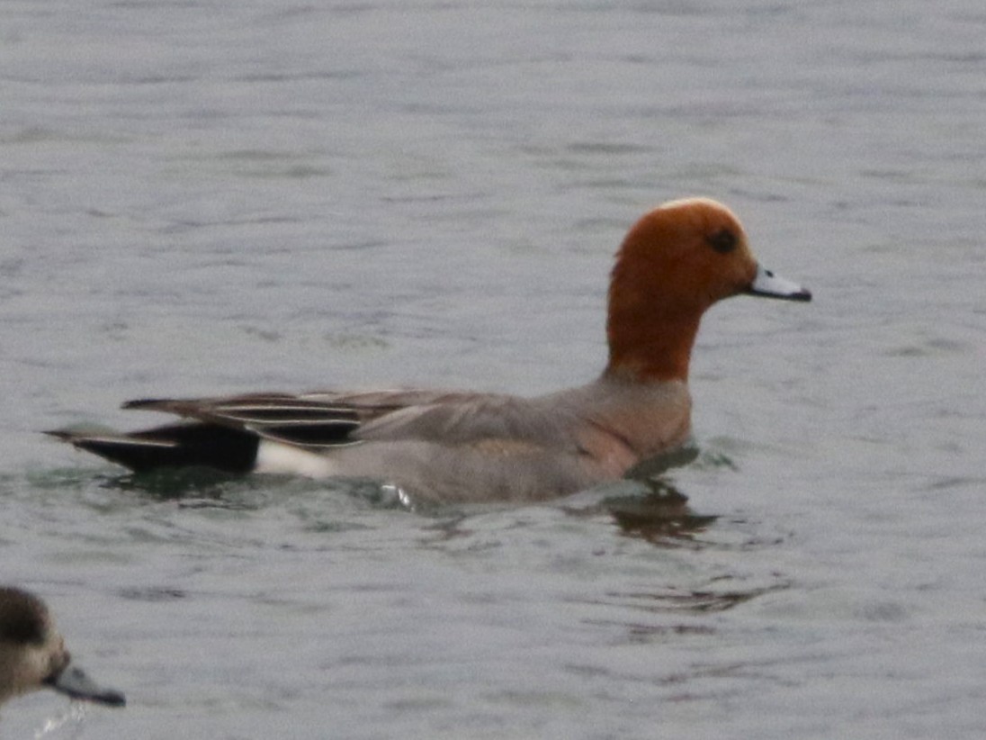 Eurasian Wigeon - ML436264441