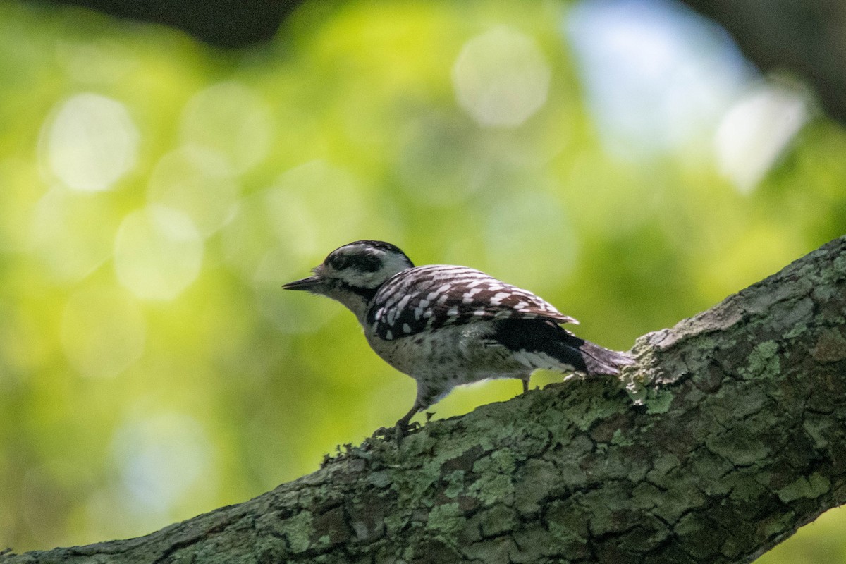 Downy x Ladder-backed Woodpecker (hybrid) - ML436264741