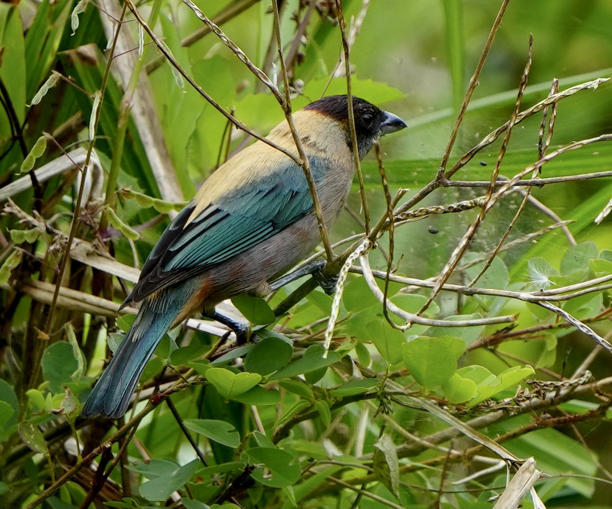 Lesser Antillean Tanager - ML436265041