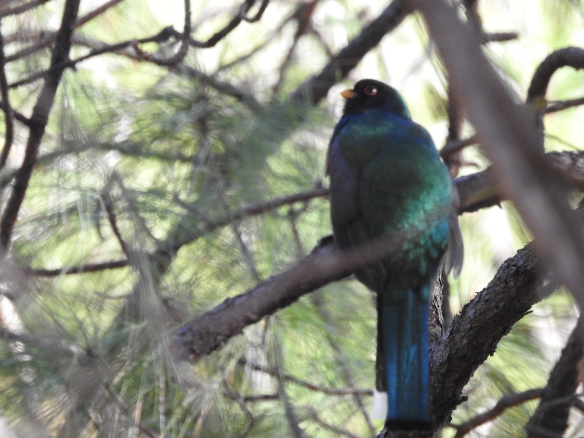 Trogon montagnard - ML436265501