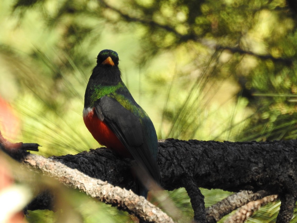 Mountain Trogon - Becky Boley