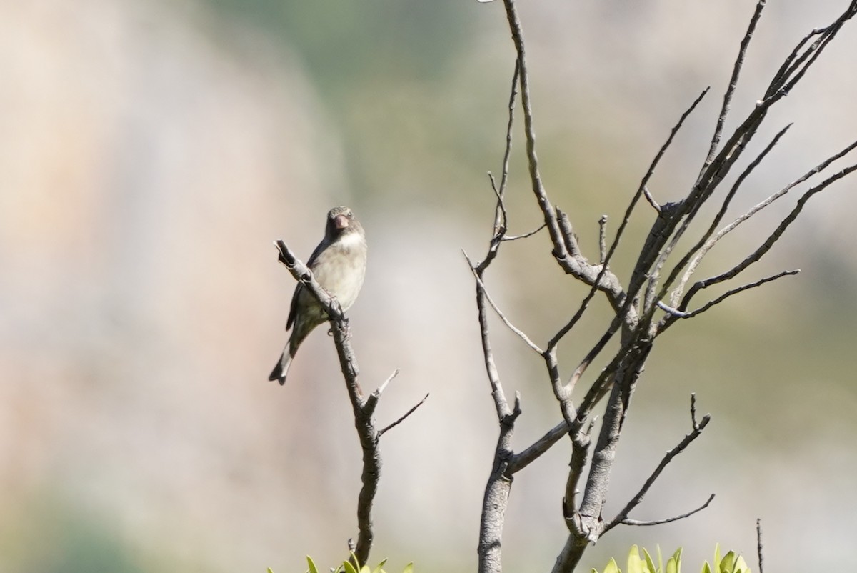 Serin bifascié - ML436267521