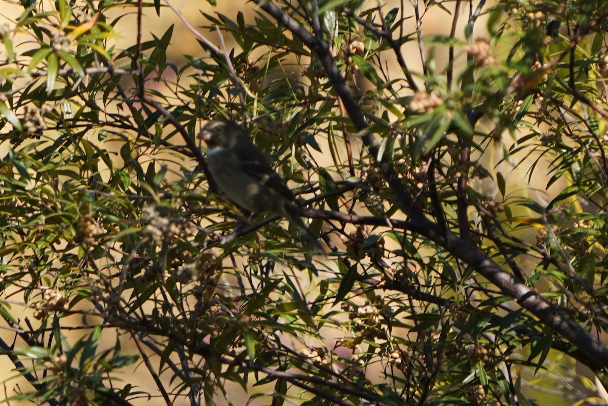 Serin bifascié - ML436267551