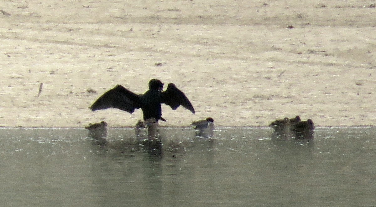 Cormoran à aigrettes - ML436268011