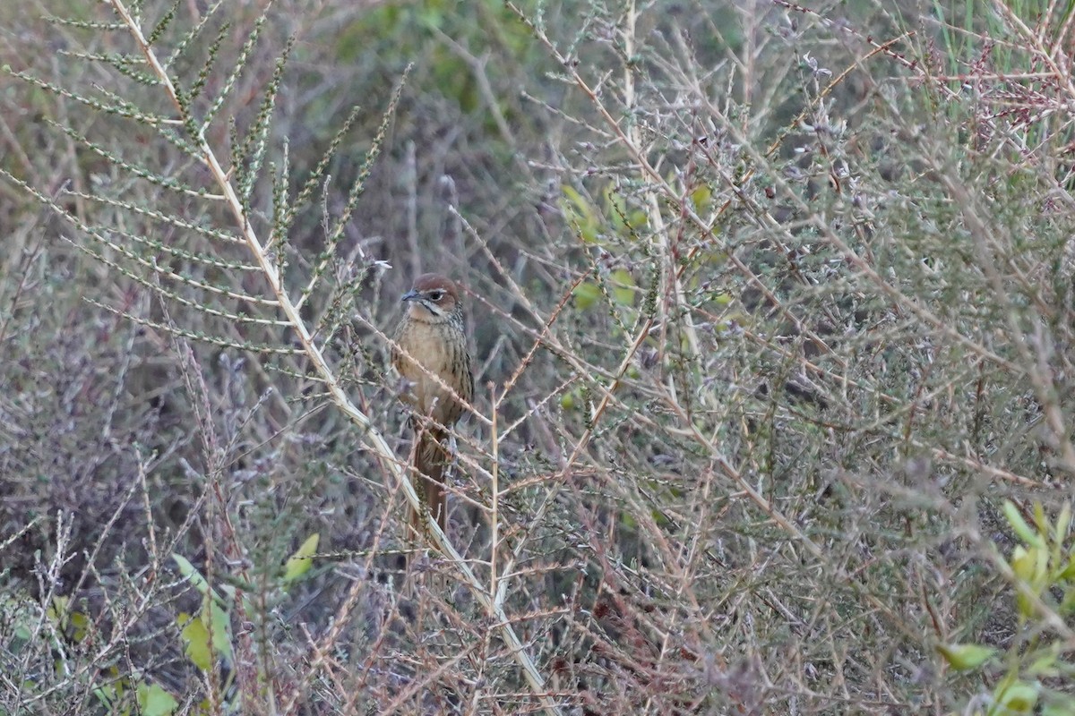 Cape Grassbird - ML436268151