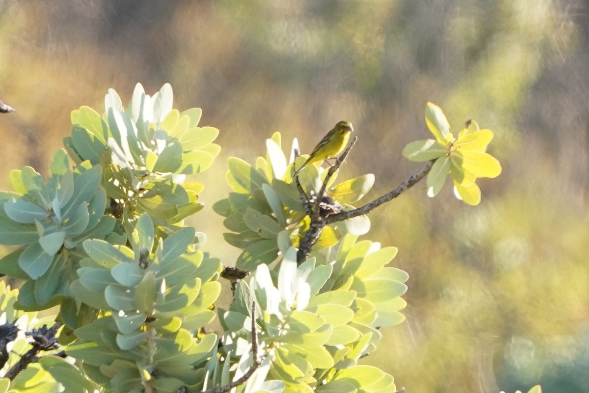 Brimstone Canary - ML436268191