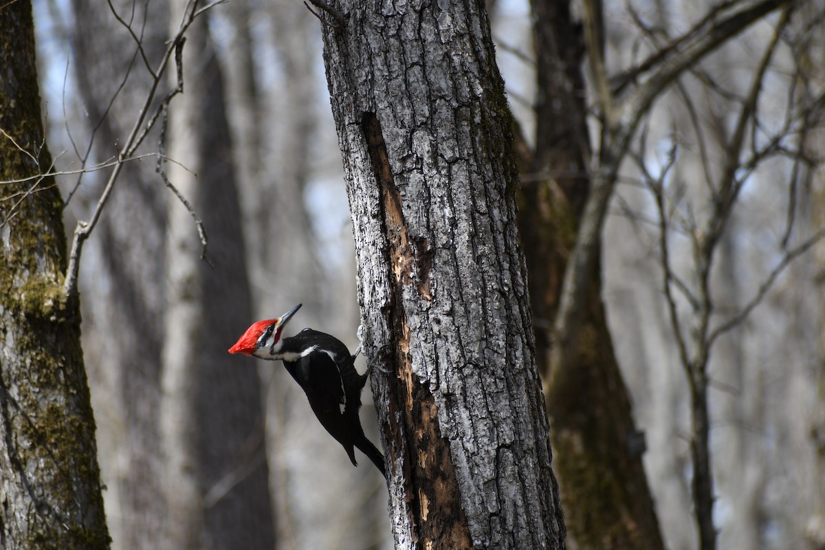 Pileated Woodpecker - ML436268211