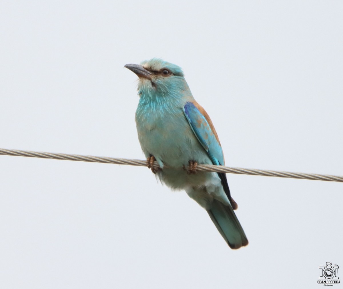European Roller - ML436268551