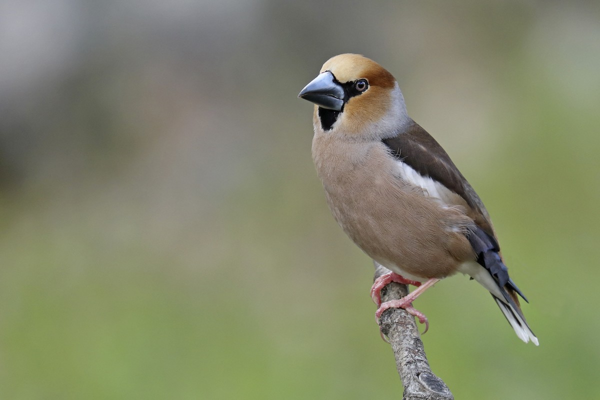 Hawfinch - Francisco Barroqueiro